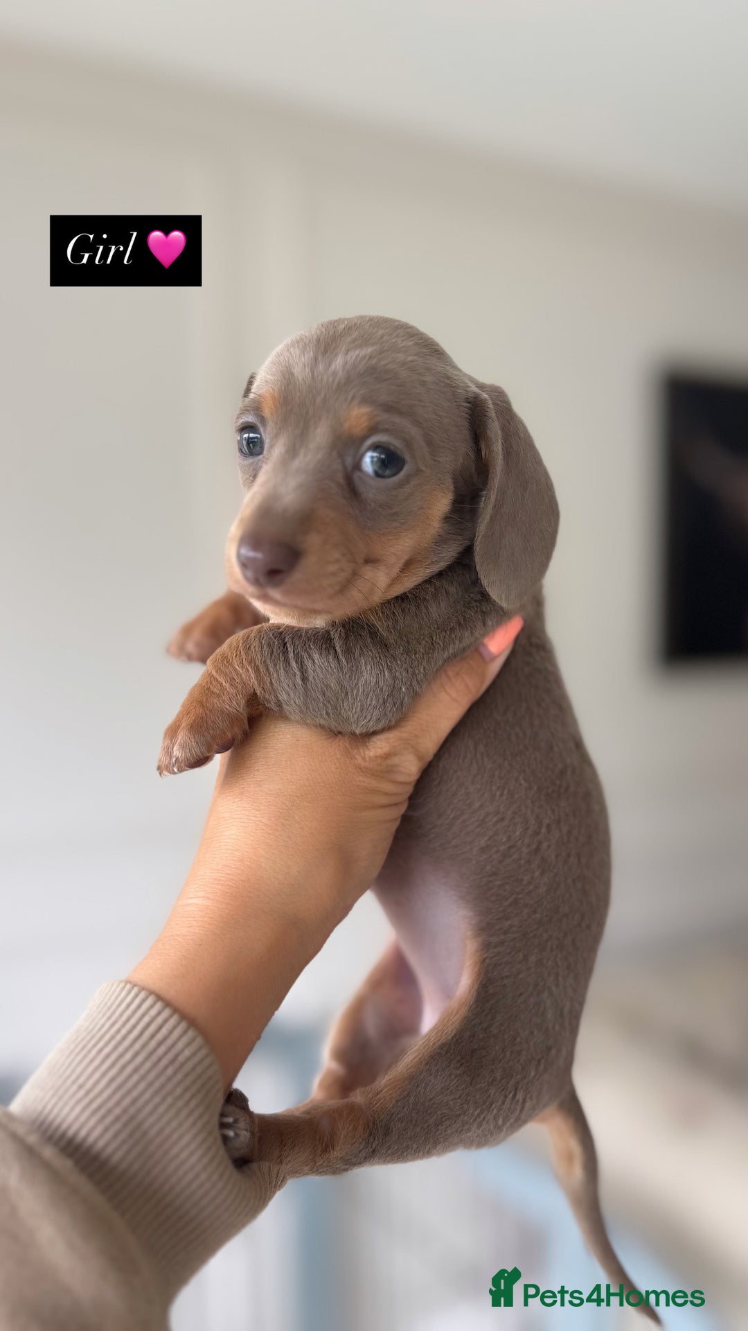 Miniature Dachshund dogs for sale: Stunning KC true miniature dachshund puppies - Image 5
