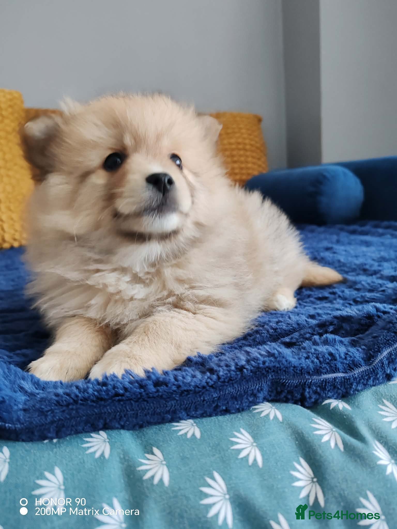 Pomeranian dogs Gorgeous and Fluffy Pomeranian puppies for SALE - Advert 17