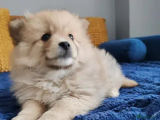 Pomeranian dogs Gorgeous and Fluffy Pomeranian puppies for SALE - Advert 8