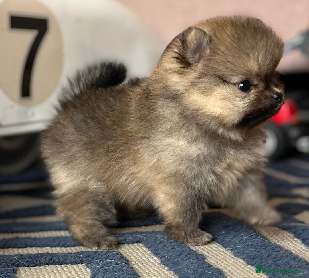 Pomeranian dogs for sale: Tiny Pom Puppies - Advert 1