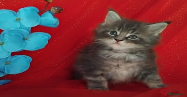 Maine Coon cats - Advert 10