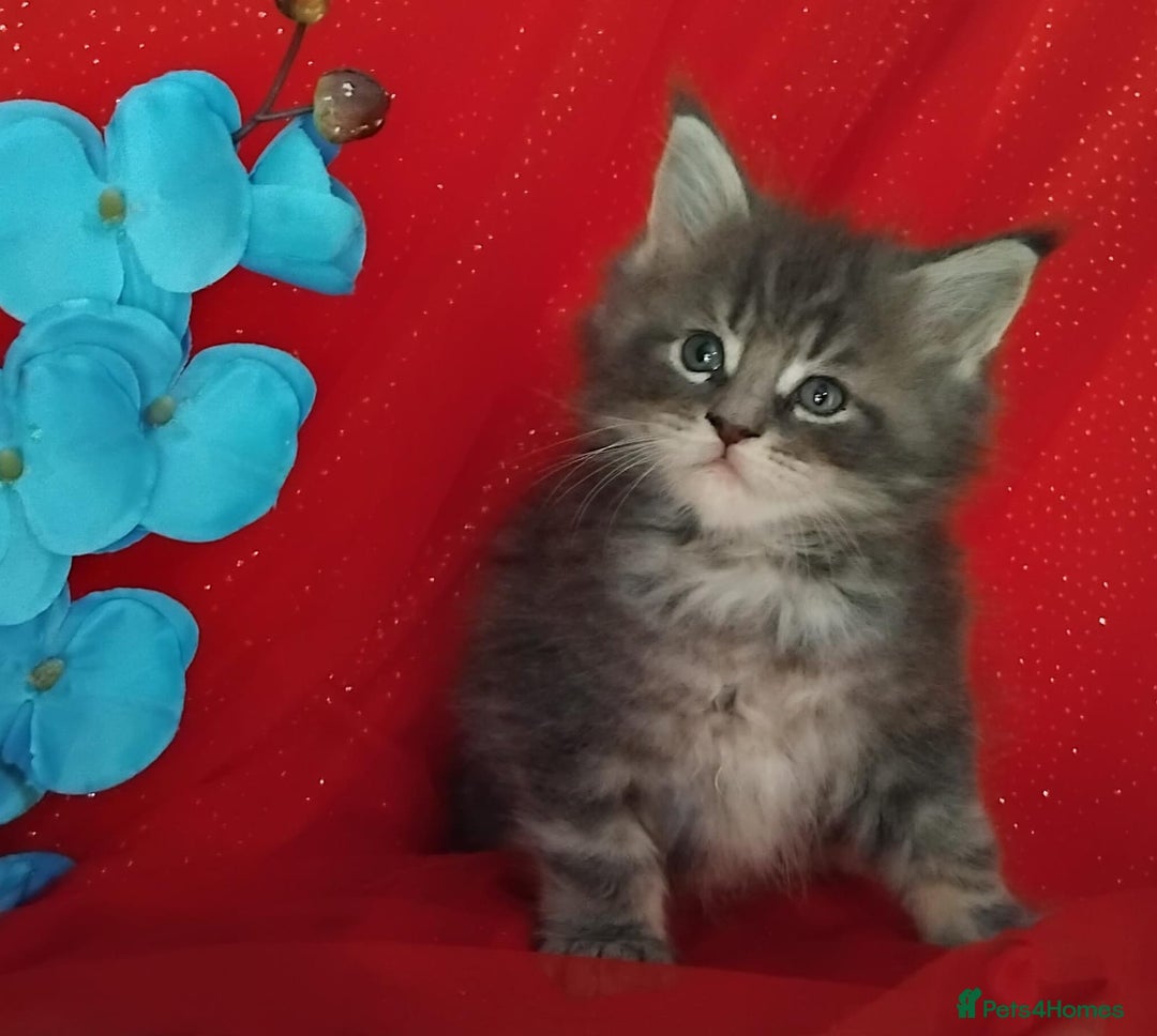 Maine Coon cats for sale: GCCF Registered Pure Maine Coon Kittens For Sale  - Image 3