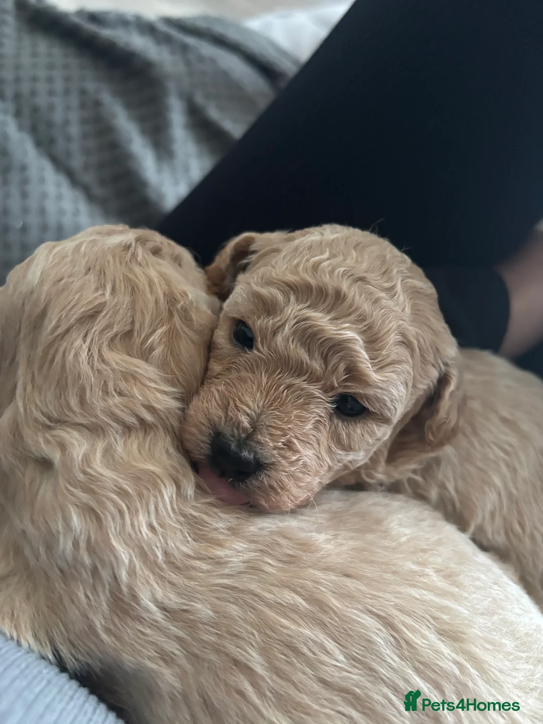 Poochon dogs for sale: Beautiful Poochon Puppies  - Advert 8