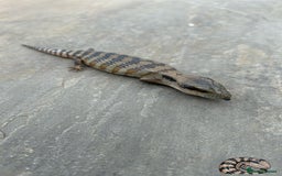Skink reptiles for sale: Australian Eastern Blue Tongue Skink babies - Image 6