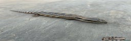 Skink reptiles for sale: Australian Eastern Blue Tongue Skink babies - Advert 6