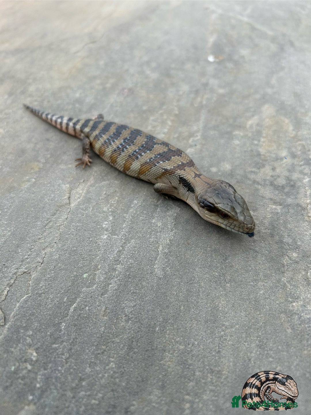 Skink reptiles for sale: Australian Eastern Blue Tongue Skink babies - Image 6