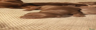 Miniature Dachshund 5