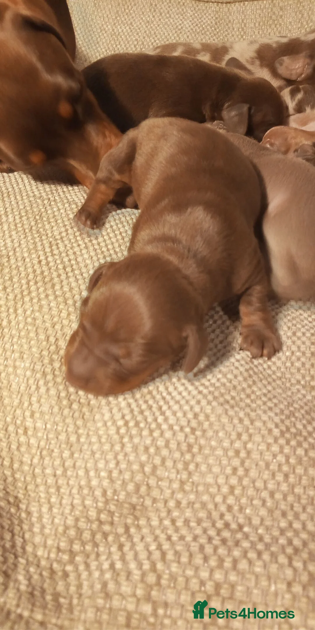 Miniature Dachshund dogs for sale: Miniature dachshund puppies  - Advert 18