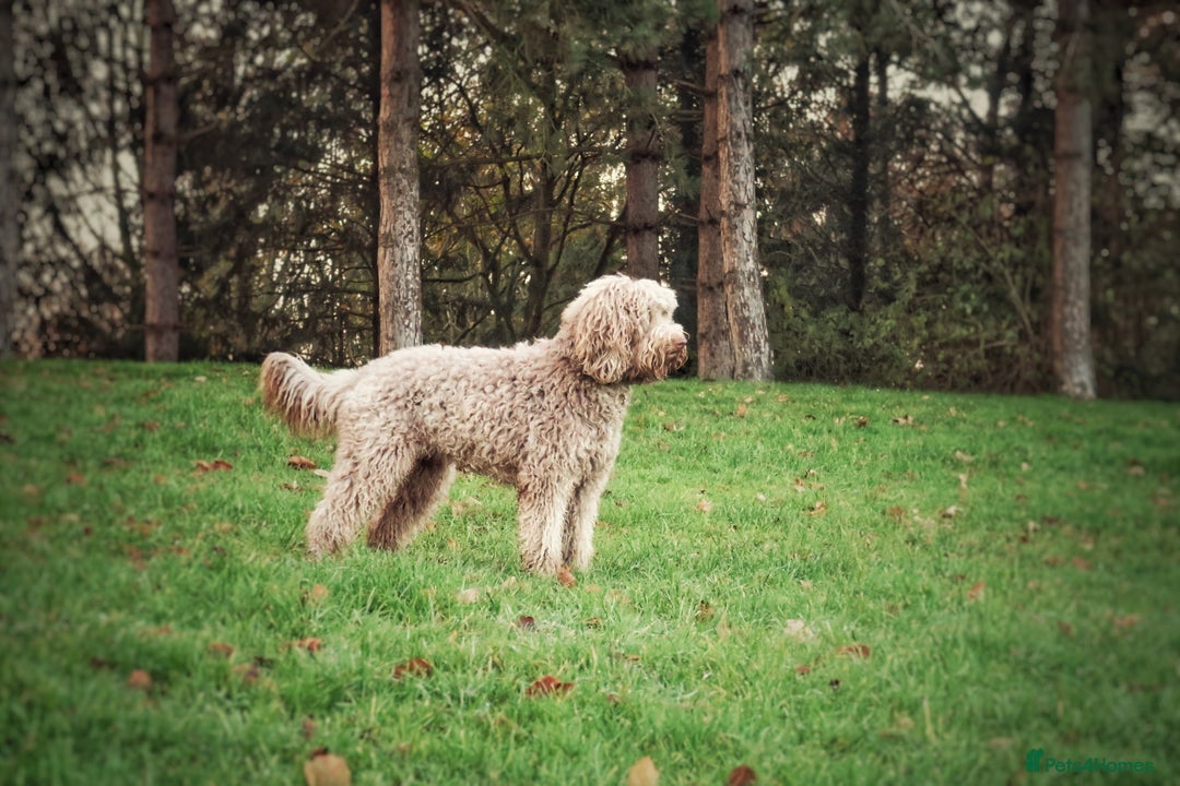 Labradoodle dogs for sale: F4 Standard Labradoodles (Fully Health Tested) - Image 5