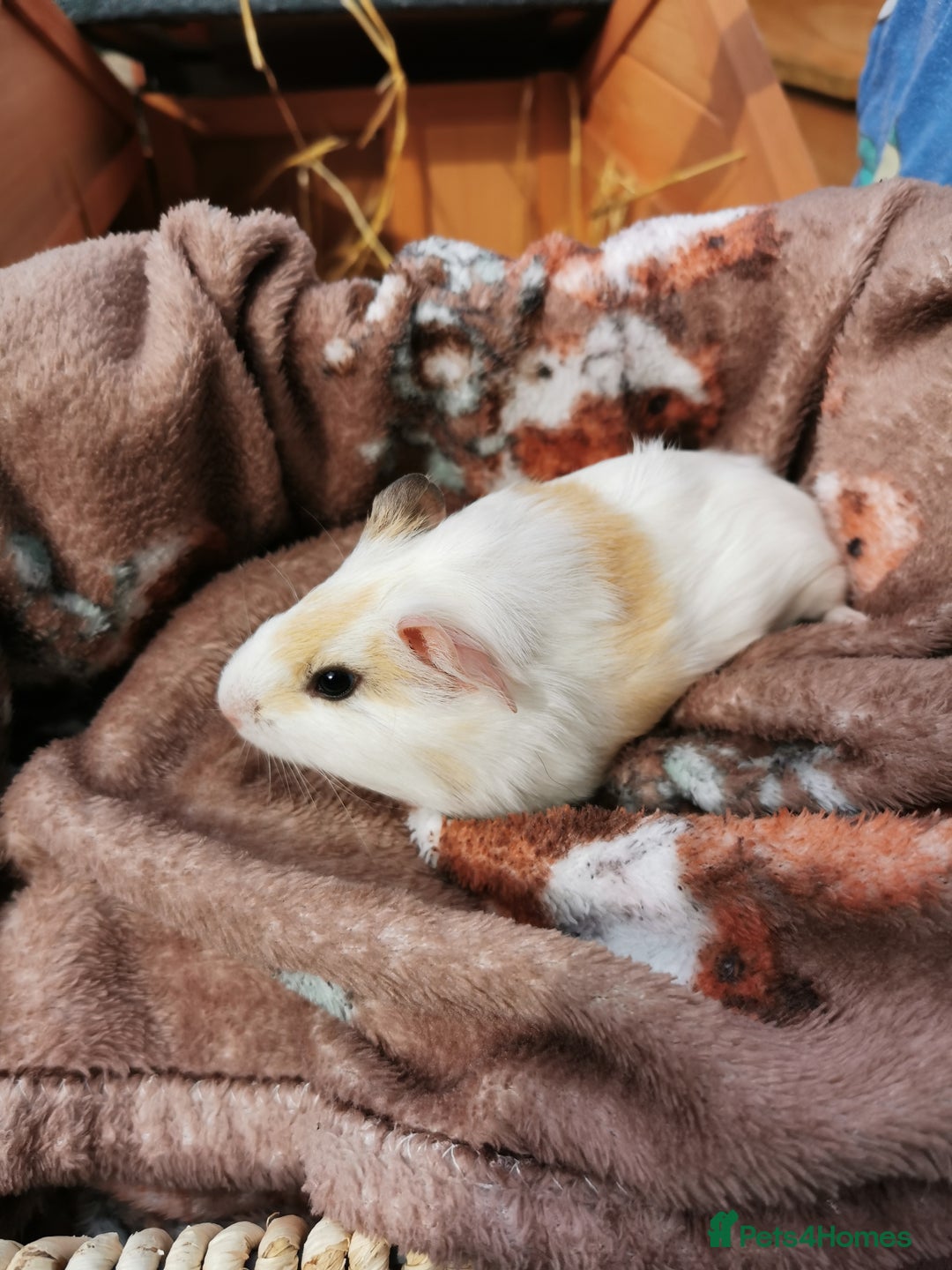 Guinea Pig rodents for sale: Pair of Brother Guinipigs 4 weeks old - Image 11