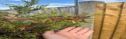 Chameleon reptiles for sale: Panther Chameleon F1 from Germany  - Advert 6