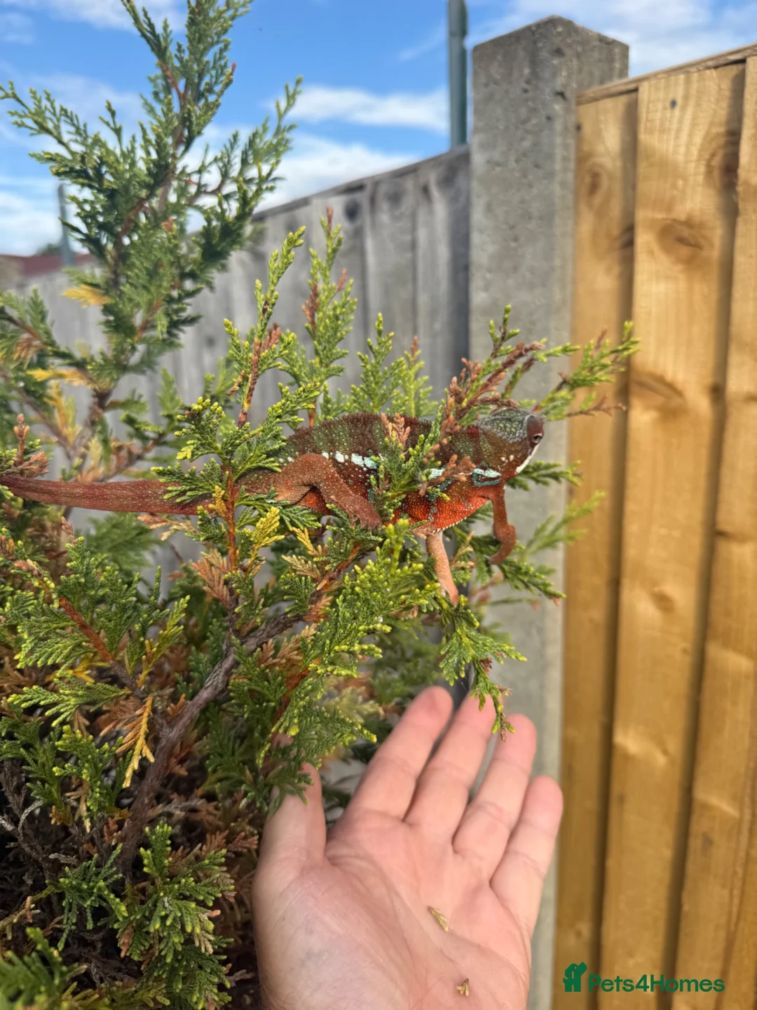 Chameleon reptiles for sale: Panther Chameleon F1 from Germany  - Advert 6