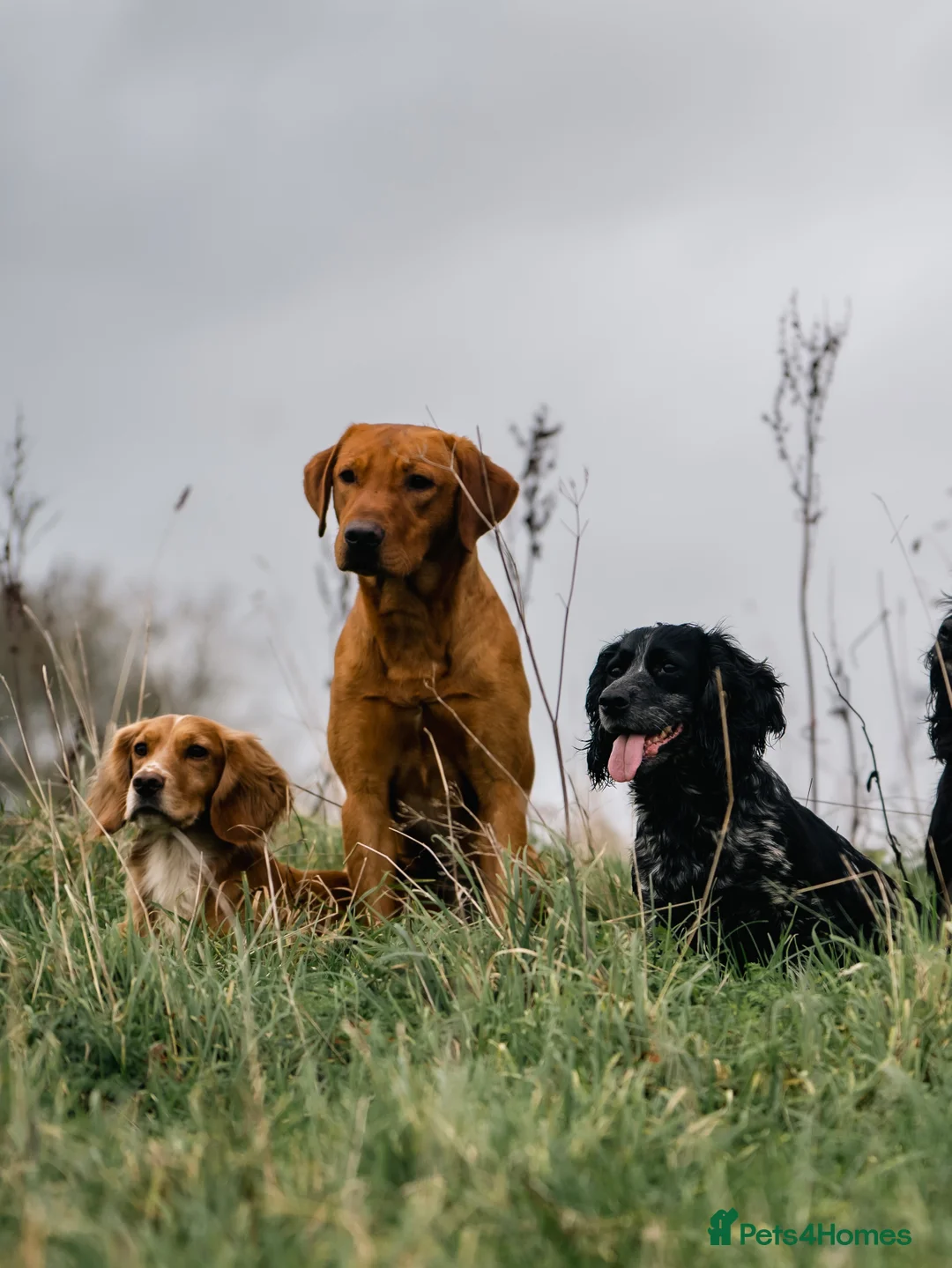 Labrador Retriever dogs for stud: Handsome Harry fully health tested  in Pershore - Advert 7