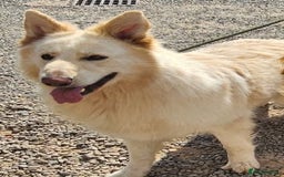 German Shepherd dogs for stud: Long haired white German Shepherd  - Image 2