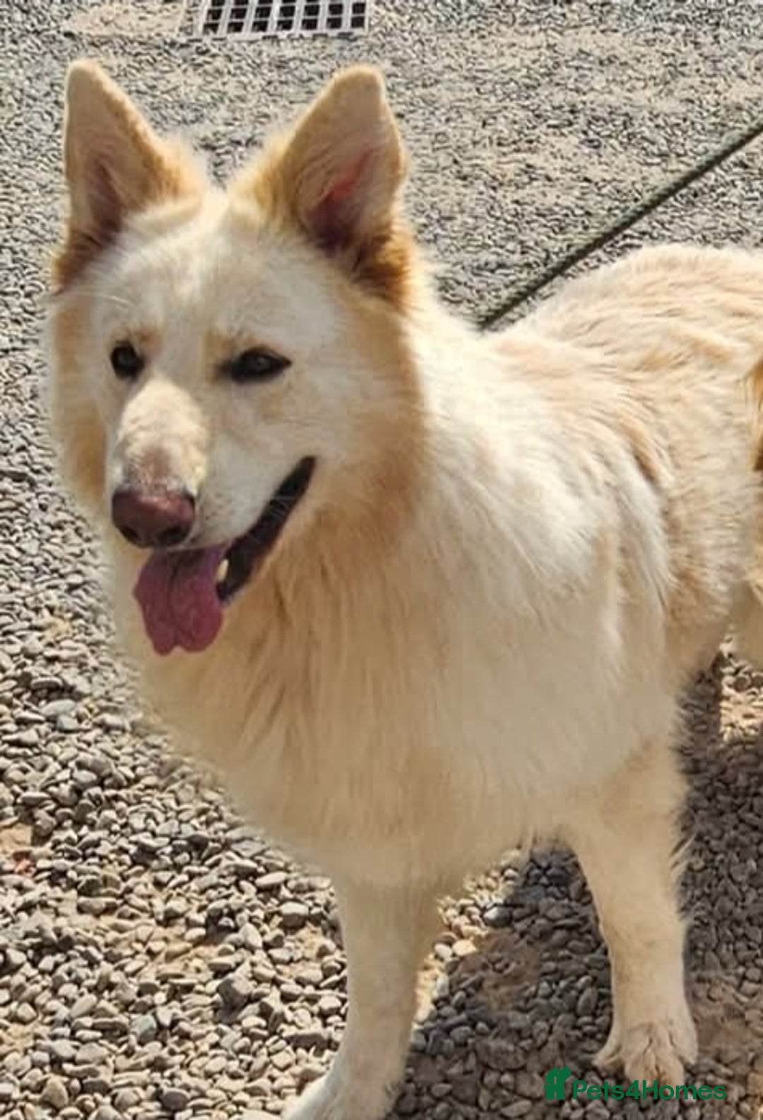 German Shepherd dogs for stud: Long haired white German Shepherd  - Image 2