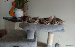 Mixed Breed cats for sale: Beutyful bengal babies wisbech 🐈😻 - Advert 31