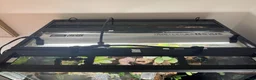 Frog reptiles for sale: Bioactive Vivarium - Advert 7