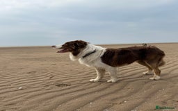 Border Collie dogs for stud: Stud - Whiskey the Red Tri Border Collie 🐾 in Rossendale - Image 2