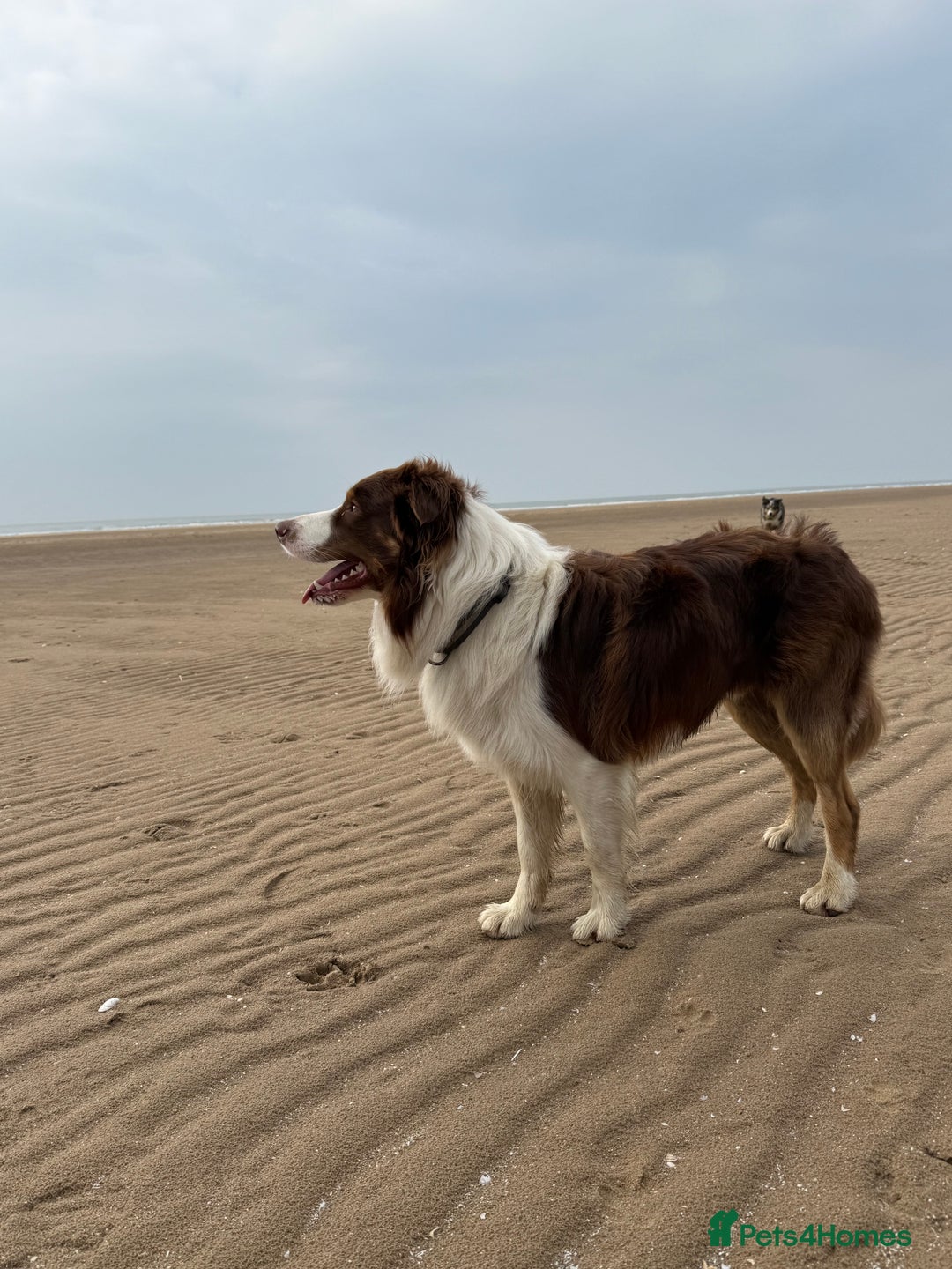 Border Collie dogs for stud: Stud - Whiskey the Red Tri Border Collie 🐾 in Rossendale - Image 2