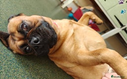 Pug dogs for adoption: Buffy - Image 1