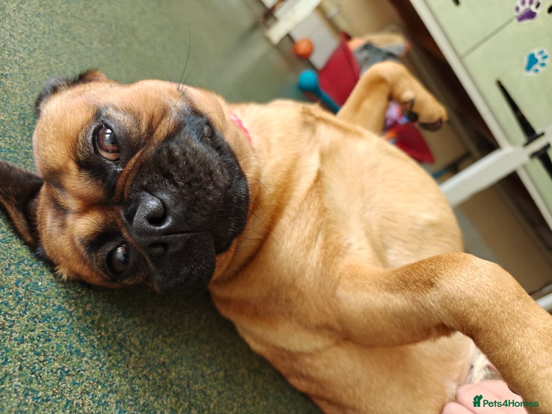 Pug dogs for adoption: Buffy - Image 1