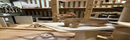 Abyssinian cats for sale: Abyssinian kittens  - Advert 13