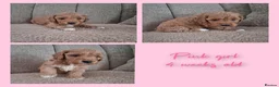 Australian Labradoodle dogs for sale: Miniature Australian labradoodles - Advert 10