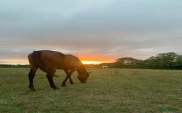 Irish Thoroughbred horses for sale: 15.1 9yo pretty bay mare  - Image 3