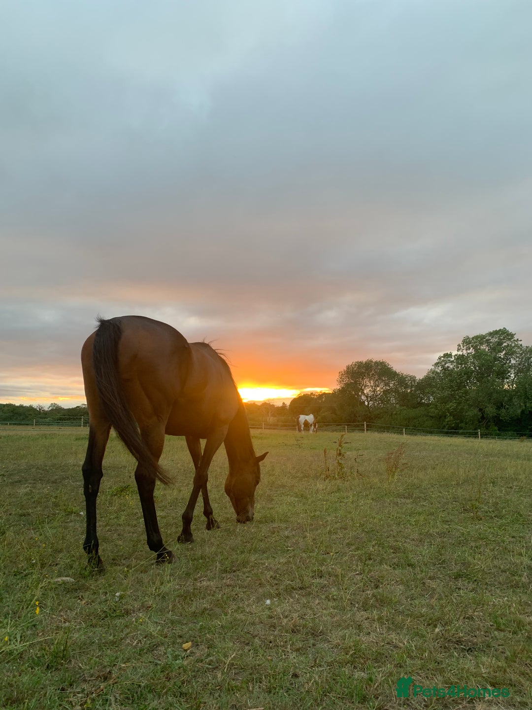 Irish Thoroughbred horses for sale: 15.1 9yo pretty bay mare  - Image 3