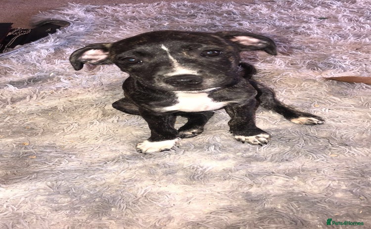 Mixed Breed dogs - Advert 2