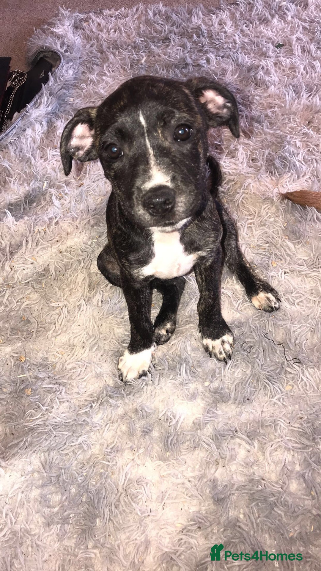 Mixed Breed dogs for sale: Puppy’s  - Image 1