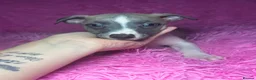Whippet dogs for sale: Only 3 boys Quality pedigree whippet puppies left  - Advert 10