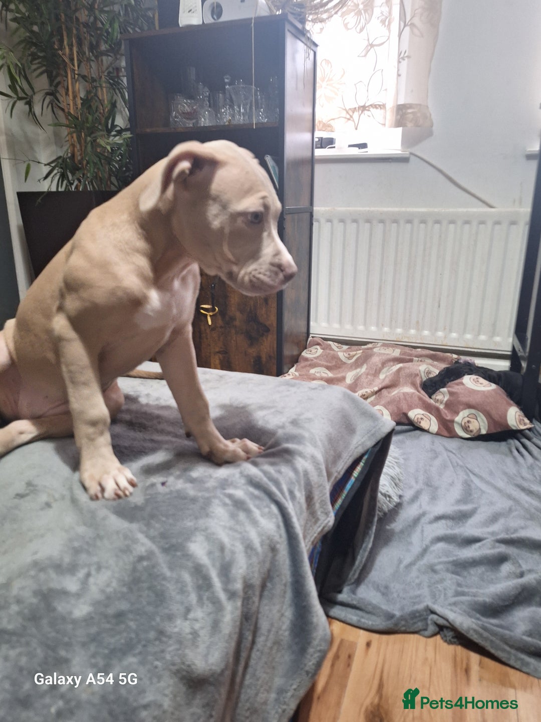 American Bulldog dogs for sale: 11 little hearts need their forever home - Advert 18