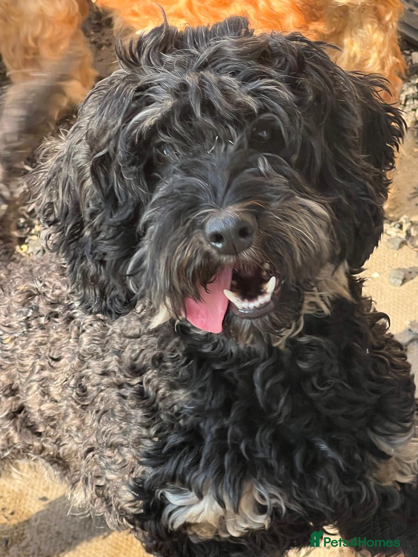 Cockapoo dogs Gorgeous female Cockapoo  - Advert 7