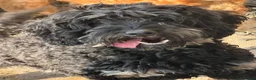 Cockapoo dogs for sale: Gorgeous female Cockapoo  - Advert 1