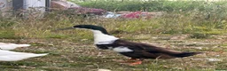 Ducks poultry for sale: Male Runner Duck  in Newcastle upon Tyne - Advert 4