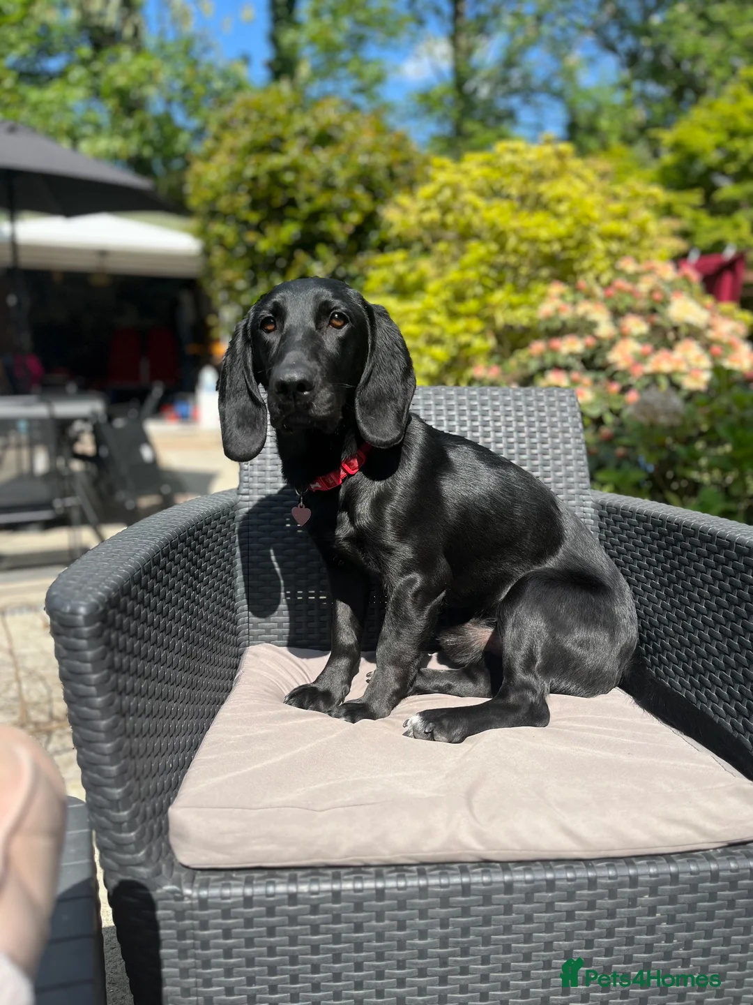 Mixed Breed dogs for sale: Otis - 1 year old Bassador male  - Advert 2