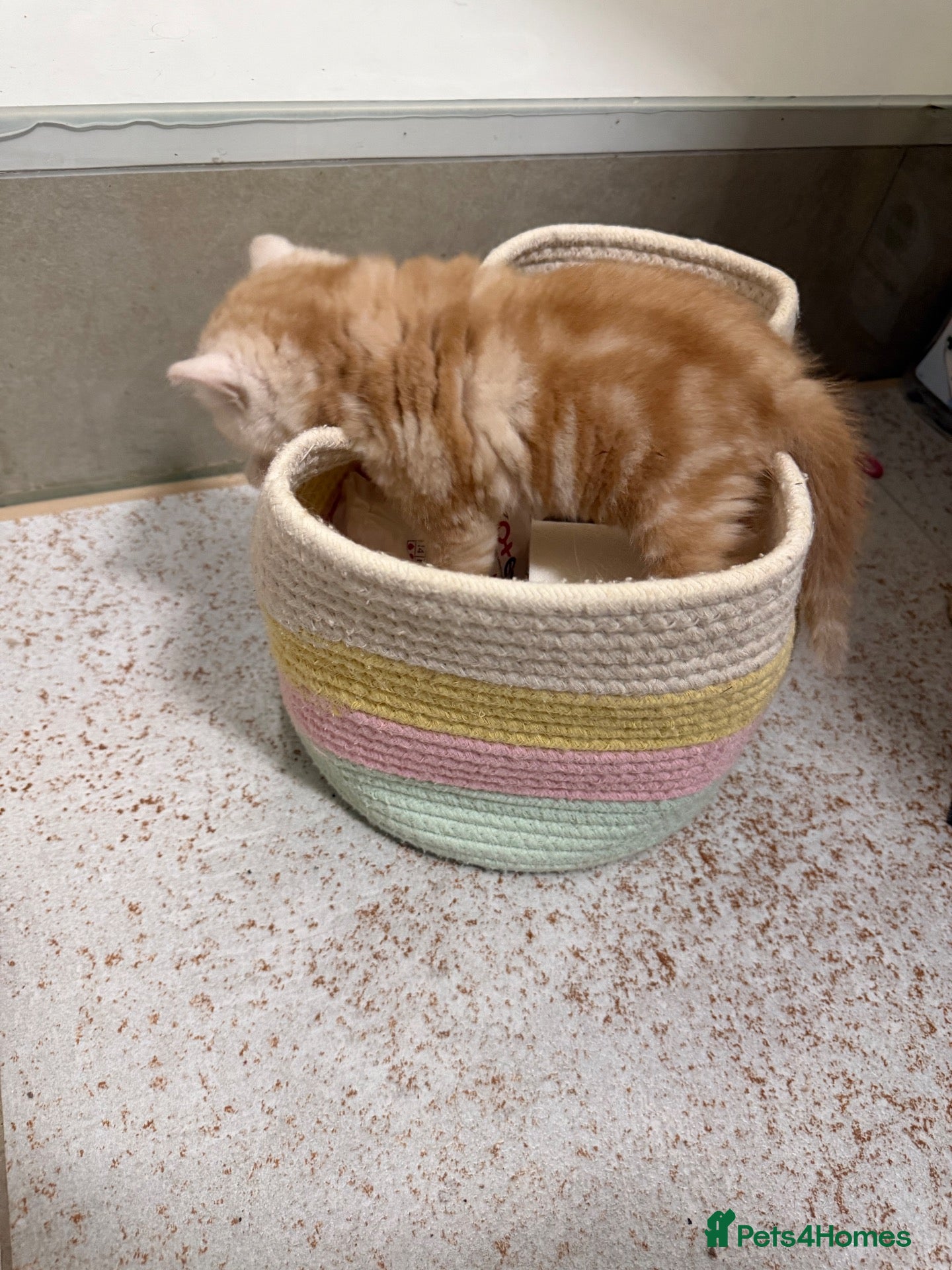 Scottish Fold cats for sale: Scottish fold and straight  - Advert 2