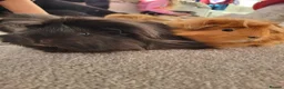Guinea Pig rodents for sale: Two guinea pigs looking for a loving home! in Basildon - Advert 6