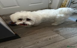 Maltese dogs for sale: Mirka - Image 4