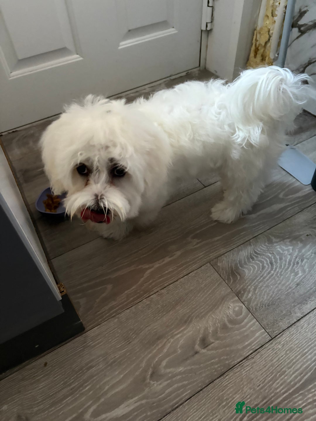 Maltese dogs for sale: Mirka - Image 4
