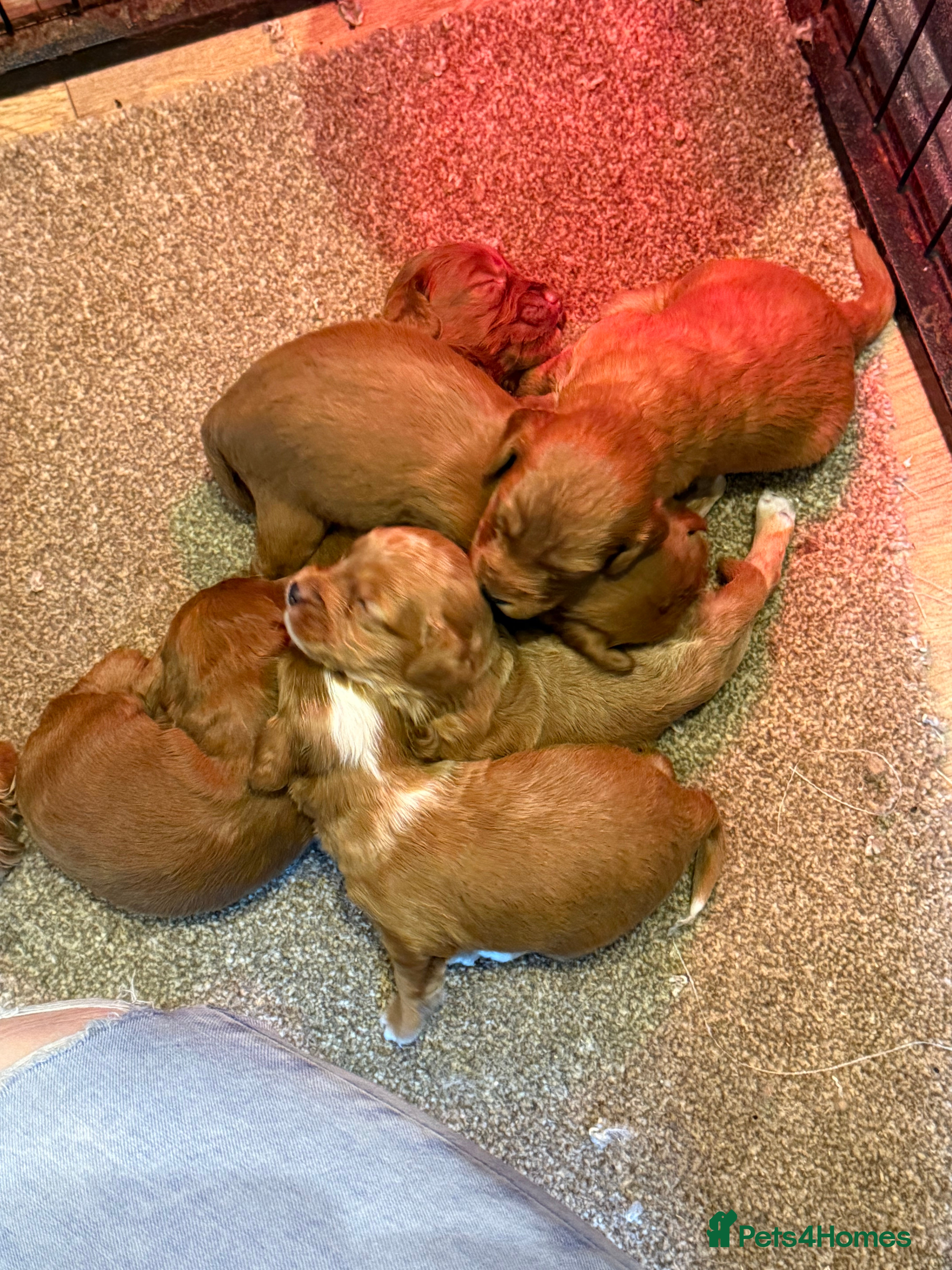 Cockapoo dogs F1 stunning cockerpoo puppies - Advert 1