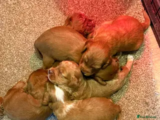 Cockapoo dogs F1 stunning cockerpoo puppies - Advert 1