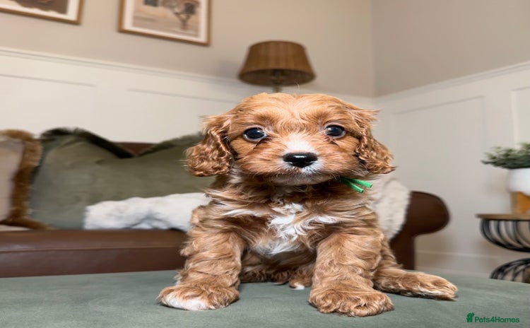 Cavapoo dogs - Advert 3