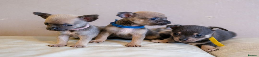 Chihuahua Puppy 2
