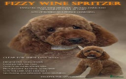 Cavapoo dogs for sale: Stunning F1b mini cavapoos  - Image 10