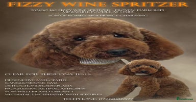 Cavapoo dogs - Advert 2