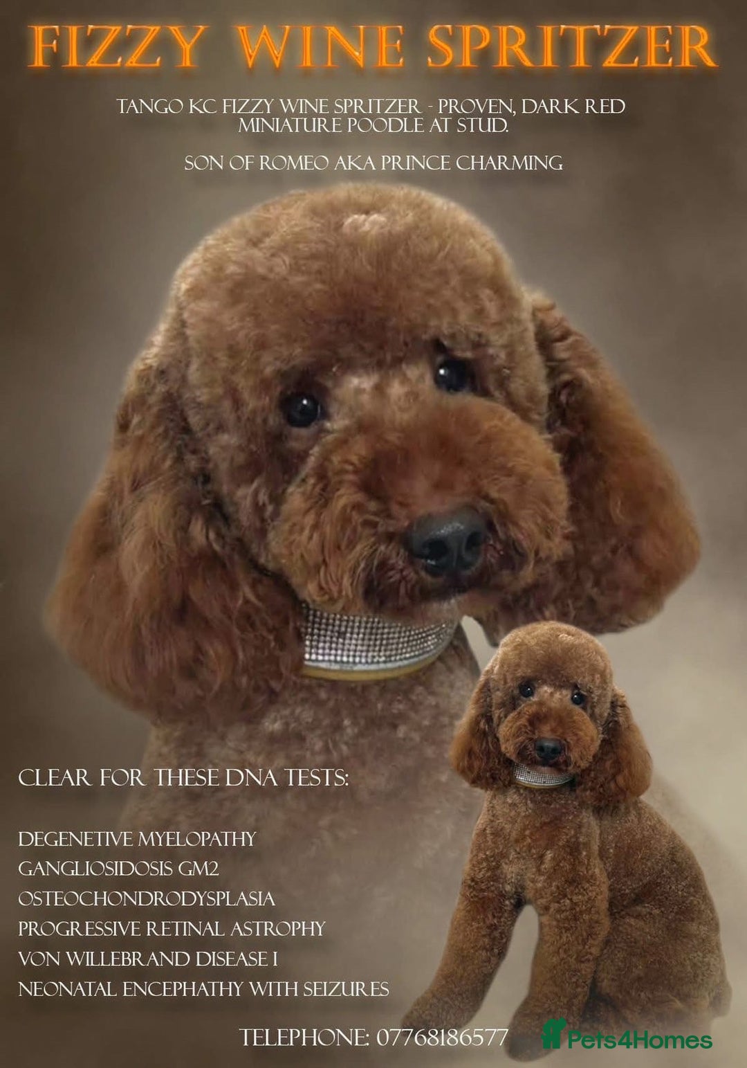 Cavapoo dogs for sale: Stunning F1b mini cavapoos  - Image 10