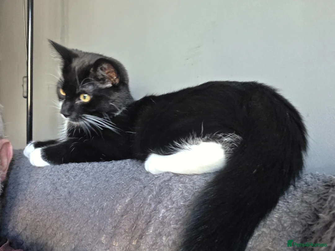 Mixed Breed cats for sale: Loki boy in Aylesbury - Advert 4