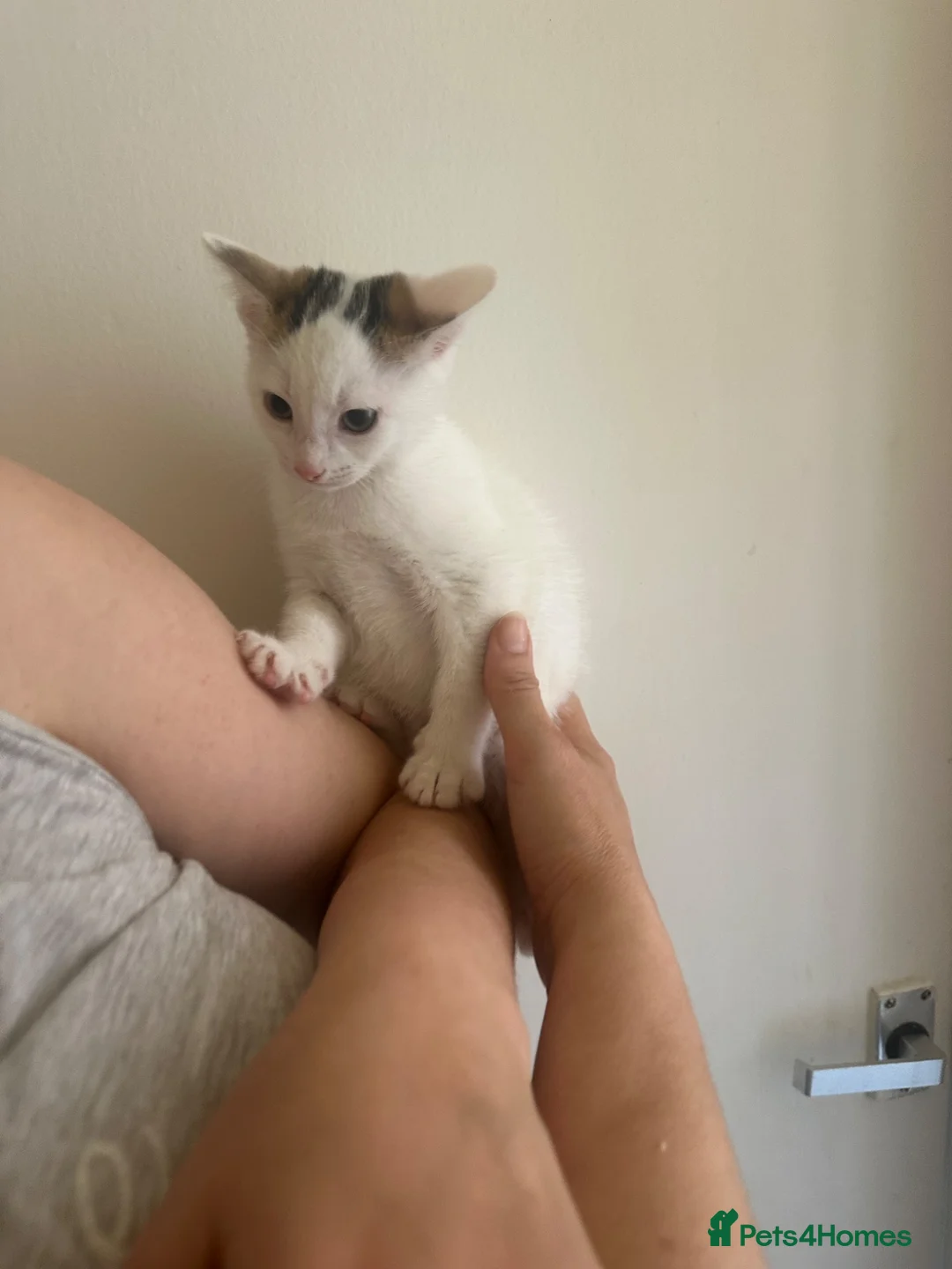 Domestic Shorthair cats for sale: Kittens £15 - Advert 2